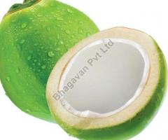 Fresh Green Coconut Supplier