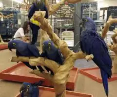 Gorgeous Hyacinth Macaw Parrots For Sale Whatsaap:+306995209818