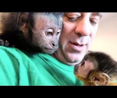 HOME TRAINED BABY CAPUCHIN MONKEYS FOR SALE