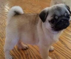 Potty Trained Pug Puppies For Adoption