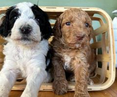 Litter Announcements - Doodles & Other small breeds