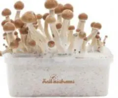 Buy cloud walker Magic mushroom in Virginia US