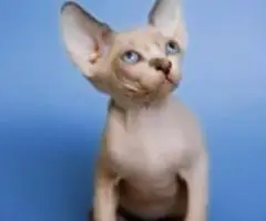One-of-a-Kind Sphynx Kitten - Adopt Today!