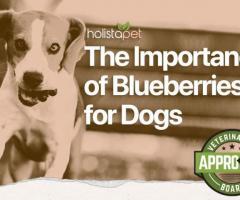 Blueberries for Dogs: A Healthy Addition to Their Diet