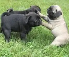 Pug Puppies for sale near me | Pug Puppies for Adoption Near Me | Pug Puppies for sale Under $500
