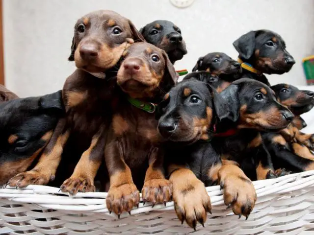 European Doberman Pinscher Puppies For Sale