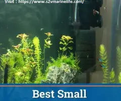 Buy the Best Tank Filter at s2vmarinelife.com | Ensure a Clean and Healthy Aquarium